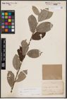 Foto von Salix caprea L.
